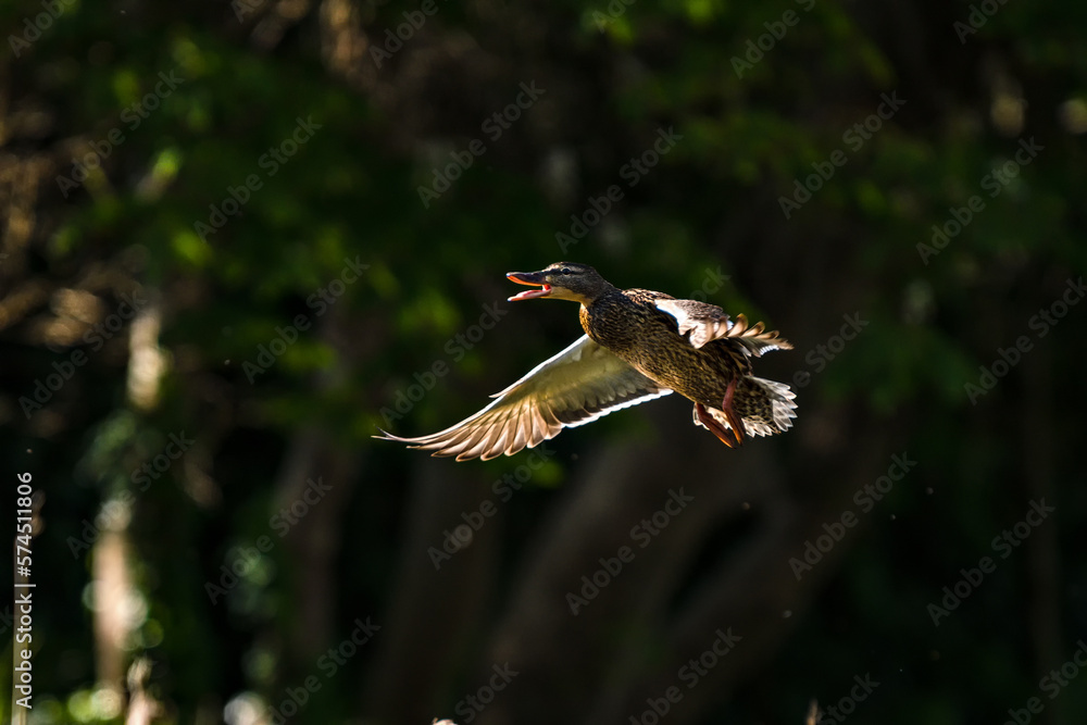 Fototapeta premium Bird in flight