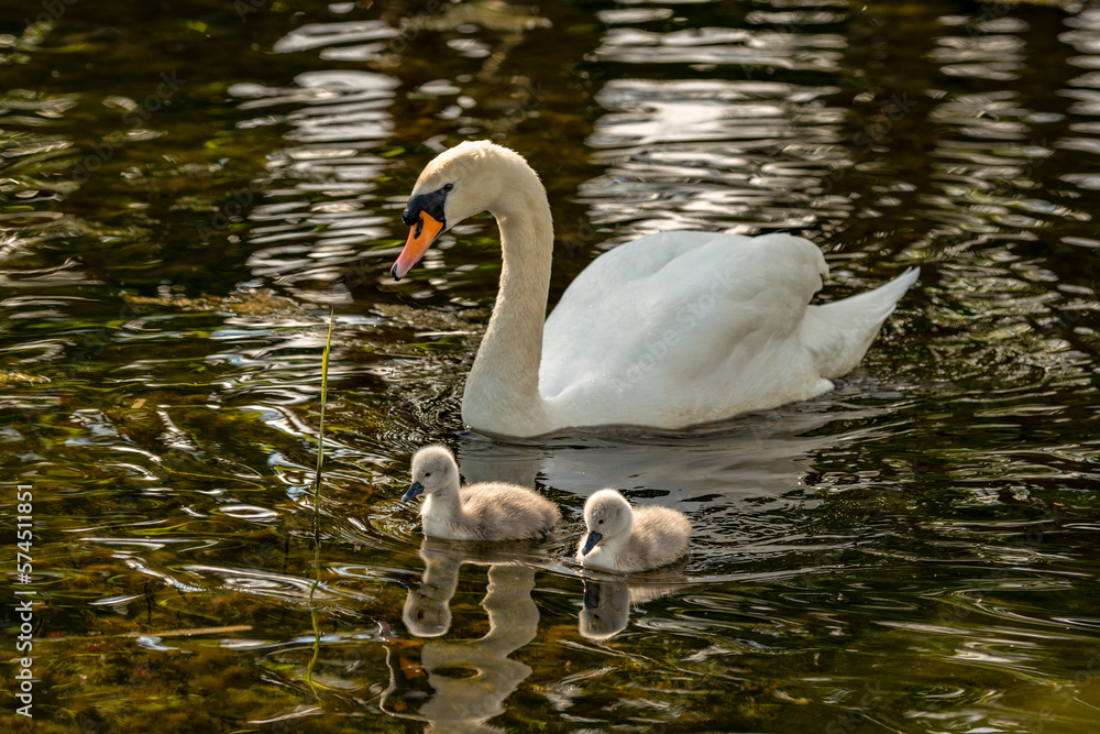 Fototapeta premium Baby swans with parents