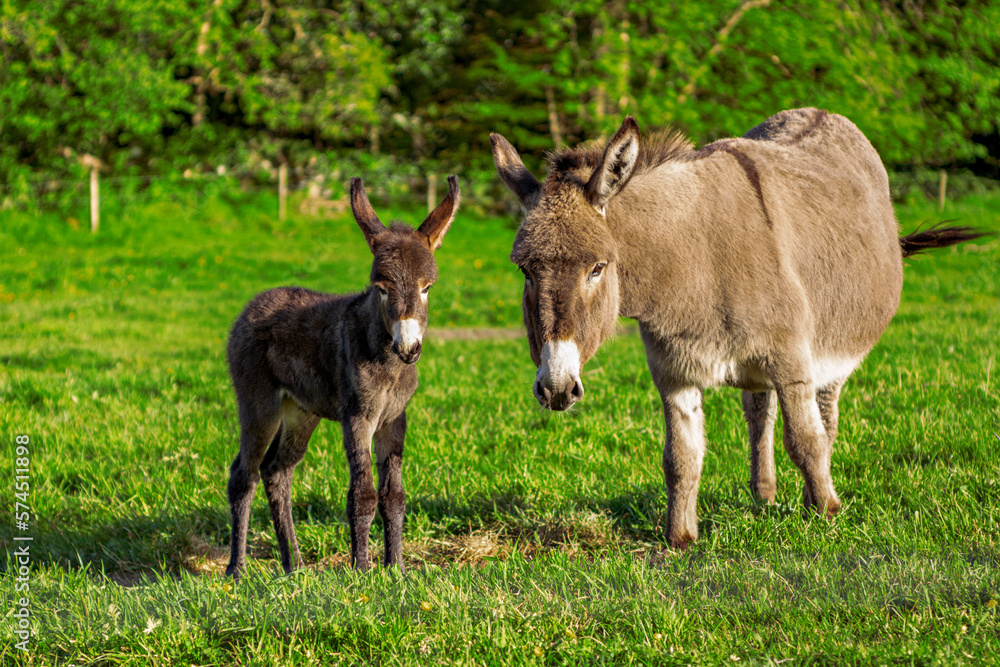 Baby donkey