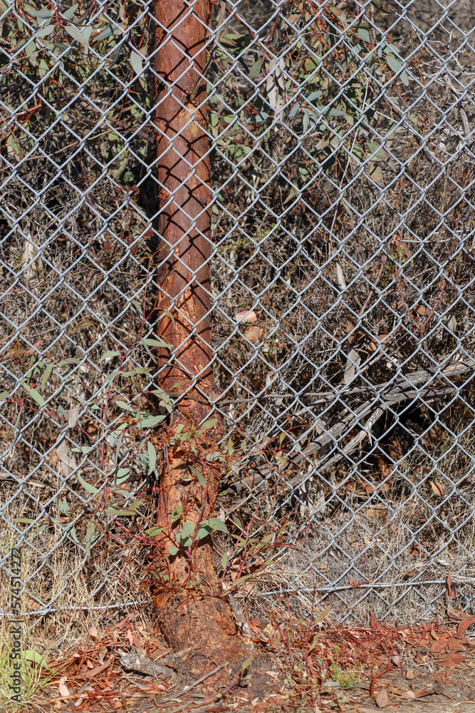 The trunk of a tree that grew though a chain link fence. The trunk of a tree that grew though a chain link fence.