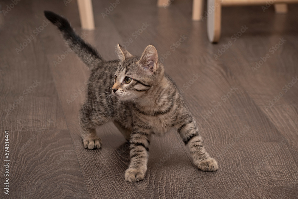 Cute tabby grey stripped kitten in a new home Cute tabby grey stripped kitten in a new home