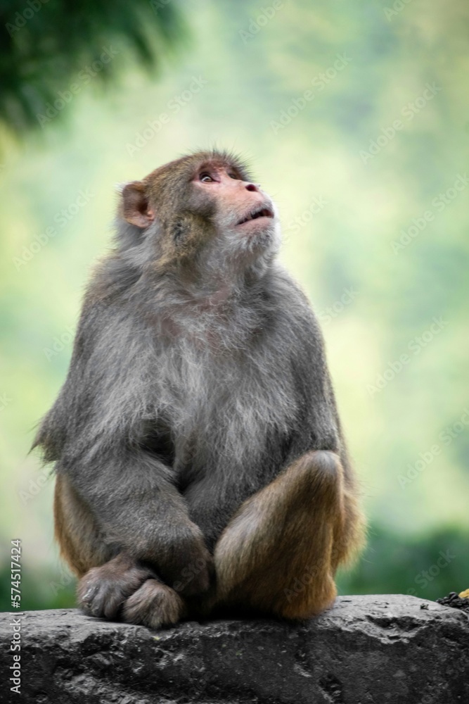 Monkey looking upward. Monkey looking upward.