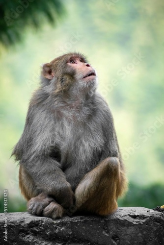 Monkey looking upward. © Zeeshan