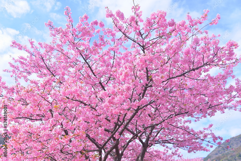 大きな桜の木 大きな桜の木