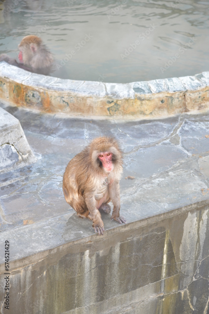 温泉に入る猿 温泉に入る猿