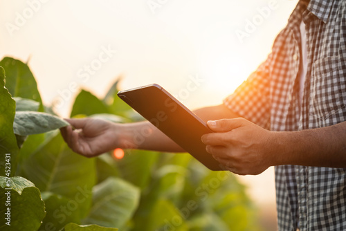 Farmer working in the tobacco field. Man is examining and using digital tablet to management, planning or analyze on tobacco plant after planting. Technology for agriculture Concept