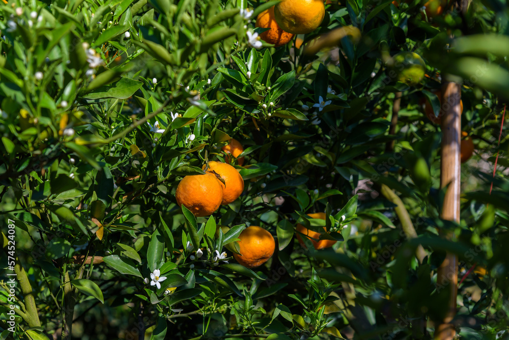 Orange tangerine mandarin fruit at orange tree in garden farm plantation.
