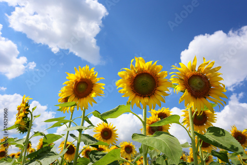 Sunflowers are blooming on a blue sky background.