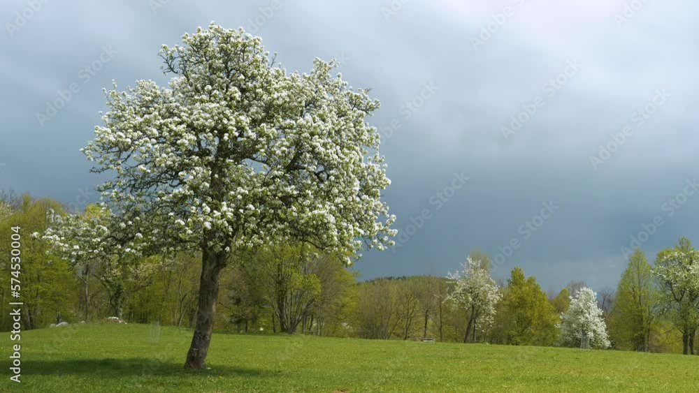 Lush white blossoming branches of the fruit tree gently swaying in spring wind. Gorgeous contrast between delicate white flowers of blooming tree in awakening orchard and rolling dark rain clouds. Lush white blossoming branches of the fruit tree gently swaying in spring wind. Gorgeous contrast between delicate white flowers of blooming tree in awakening orchard and rolling dark rain clouds.