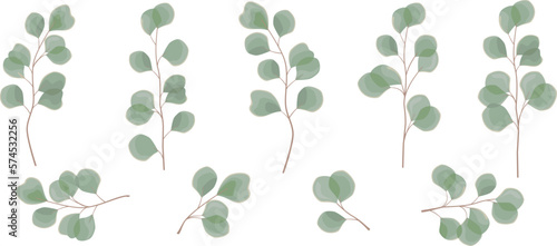 Vector set of plants on a white background. Juicy eucalyptus branches. Green leaves on white background 