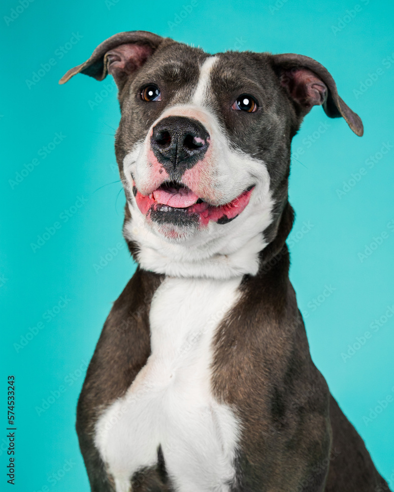 A dog posing for their adoption photo