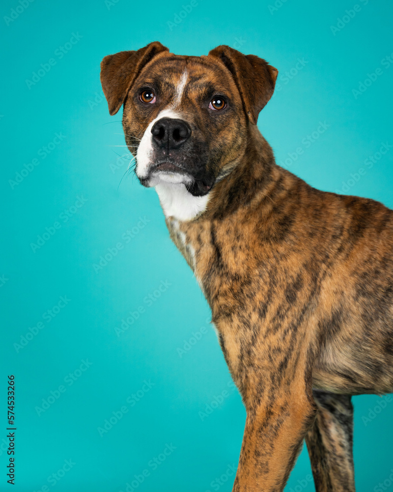 A dog posing for their adoption photo A dog posing for their adoption photo