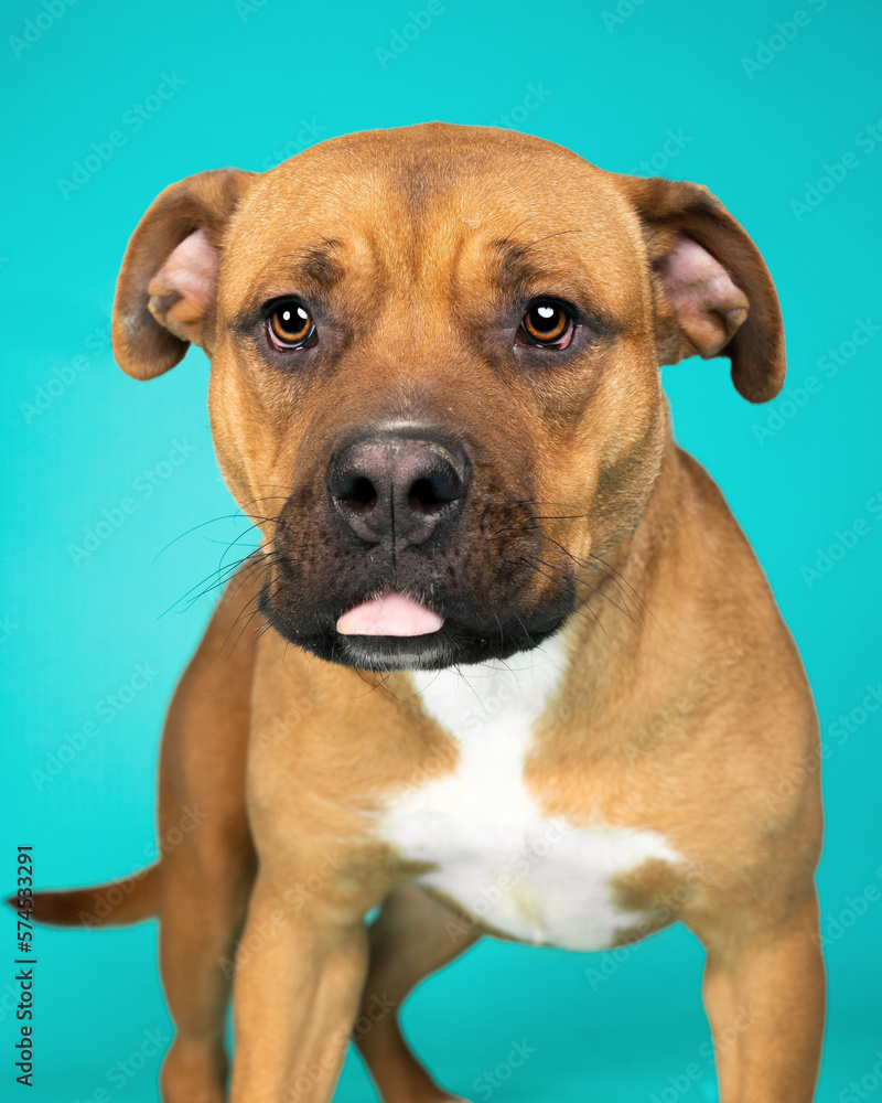 A dog posing for their adoption photo