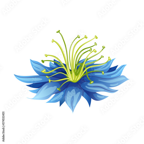 nigella sativa cumin black cartoon vector illustration