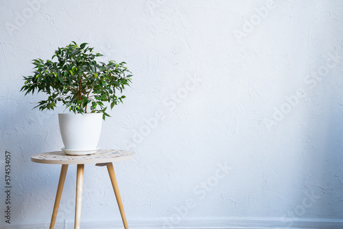 Plant on a white wall background