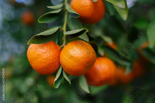 Fresh and ripe mandarins on a mandarin tree during the months of winter in Adelaide, South Australia