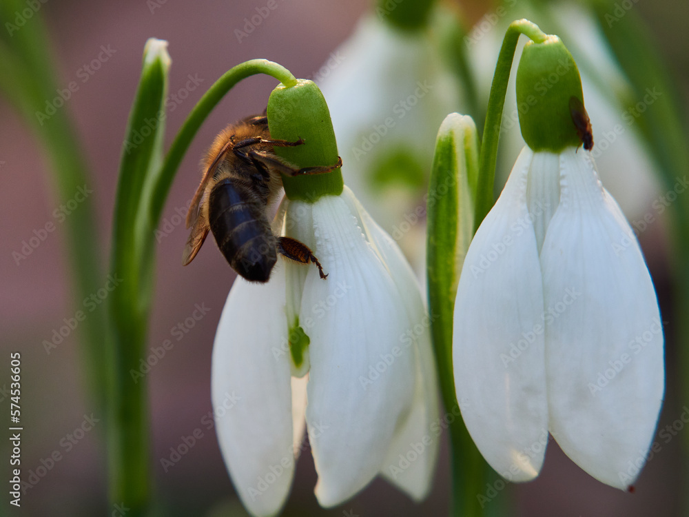 Bees doing their first spring work on snowdrops Bees doing their first spring work on snowdrops