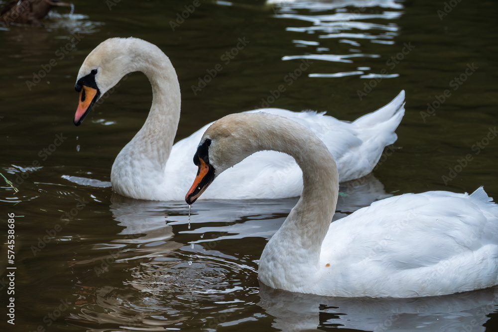 Obraz premium Two graceful white swans swim in the dark water.