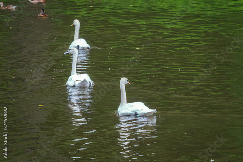 Graceful white Swans swimming in the lake  swans in the wild