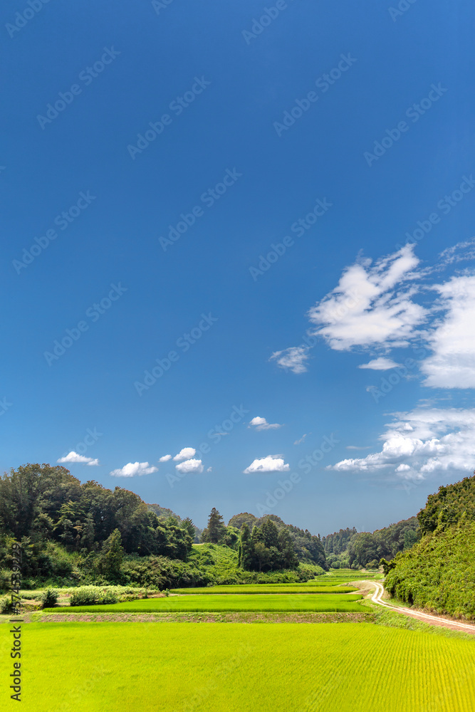 Obraz premium 谷間にある稲田の田舎風景。背景素材