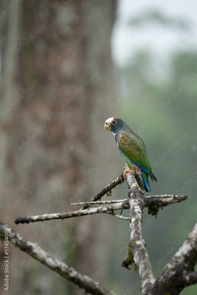 Brown-hooded Parrot, Pionopsitta haematotis, portrait of light green parrot with brown head. Detail close-up portrait of bird from Central America. Wildlife scene from tropical nature Brown-hooded Parrot, Pionopsitta haematotis, portrait of light green parrot with brown head. Detail close-up portrait of bird from Central America. Wildlife scene from tropical nature