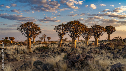 Desert landscape with with quiver trees (Aloe dichotoma), Northern Cape, South Africa photo