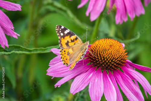 Beautiful butterfly painted lady or Vanessa cardui sitting on purple Echinacea flower in the summer. Close up. Macro. © Dmitrii Potashkin