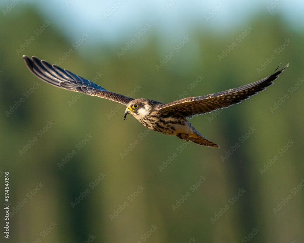 Fototapeta premium Young Red-footed falcon flying