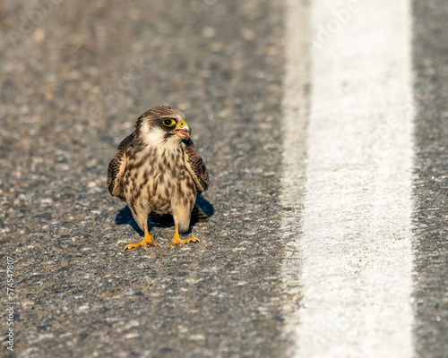 Young Red-footed falcon on a road