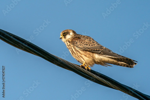 Red-footed falcon on a powerline