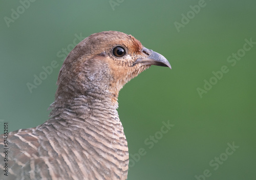 Obraz na płótnie close up of a Francolin w salonie