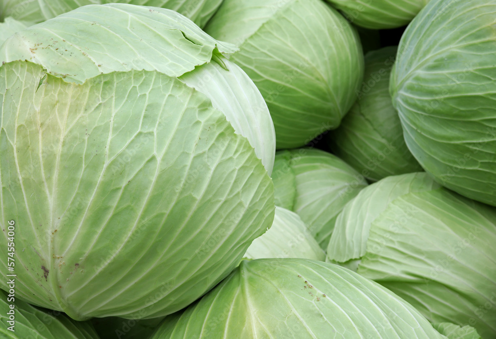 organic cabbages on the market stall
organic cabbages on the market stall
