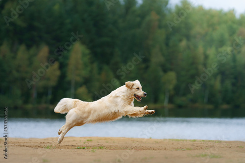 the dog jumps  flies on the beach on the lake  near the water. Active beautiful golden retriever in nature 