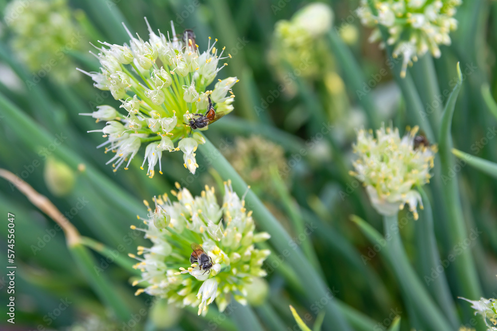 The green onion flowers with the bee that are sucking the nectar The green onion flowers with the bee that are sucking the nectar