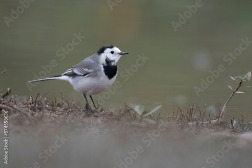 The White wagtail in wetland in Morning © tahir