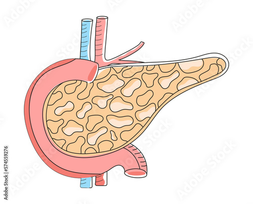 Pancreas with arteries are shown in doodle style. Internal organ of digestive system on white background. Health care icon vector in flat style for landing page
