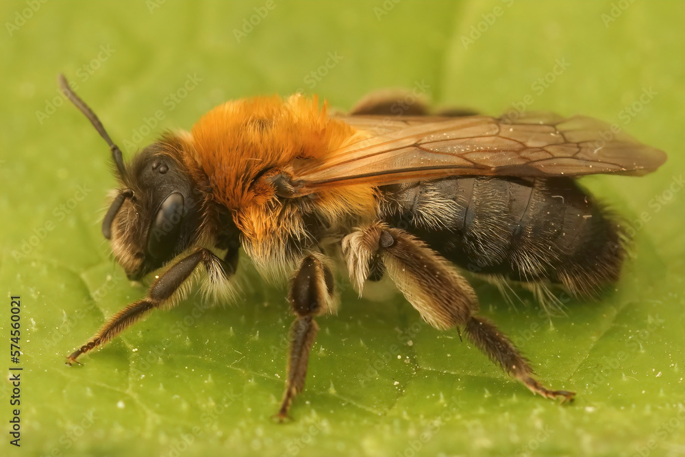Closeup on an adult female Grey-patched mining, beeAndrena nitida, sitting on a green leaf in the garden