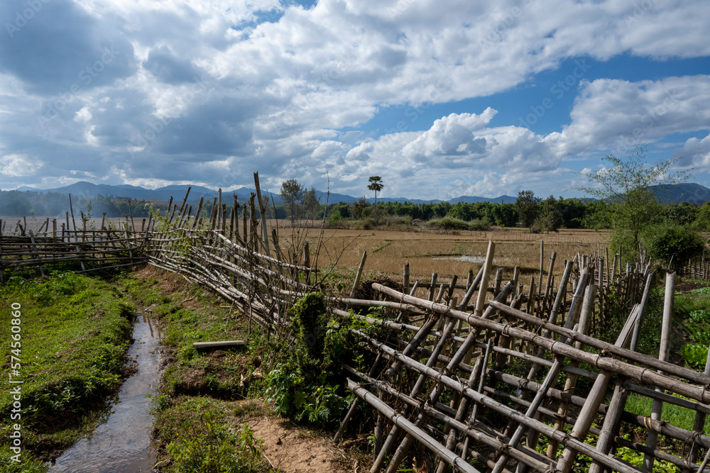 Buffles dans un champ au Laos Buffles dans un champ au Laos