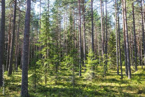 Forest on Koyonsaari Island. Karelia Republic summer landscape  Russia