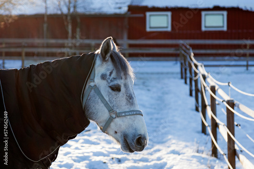 gray and white horse in winter paddock with heating blanket © Peter