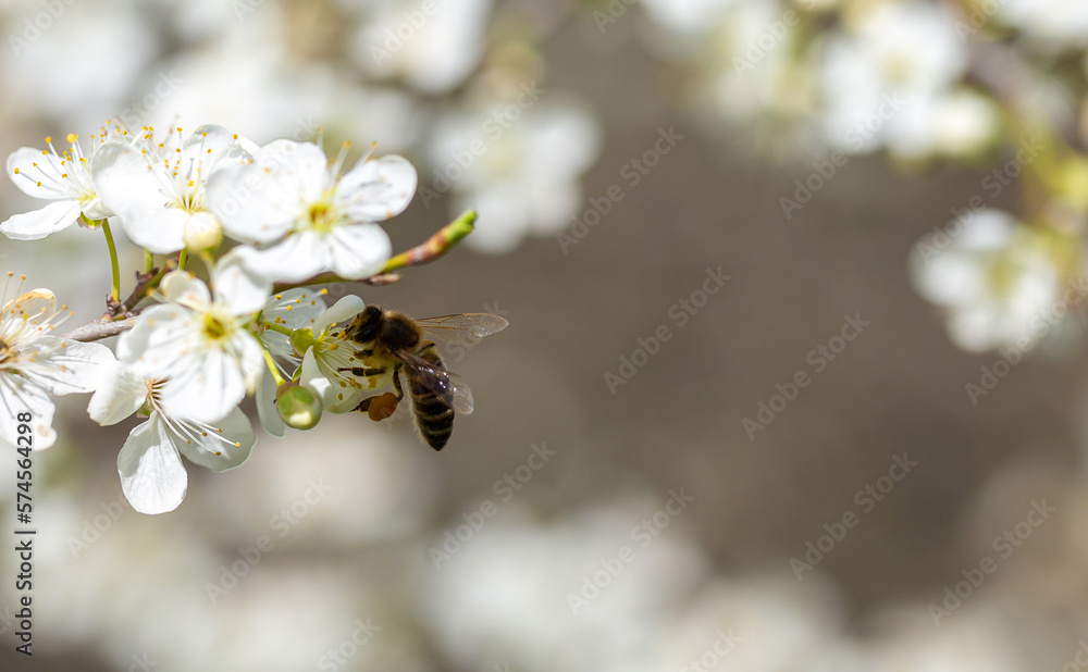 Bee on a flower of the white cherry blossoms. White flowers bloom in the trees. Spring landscape with blooming sakura tree. Beautiful blooming garden on a sunny day. Copy space for text. Bee on a flower of the white cherry blossoms. White flowers bloom in the trees. Spring landscape with blooming sakura tree. Beautiful blooming garden on a sunny day. Copy space for text.