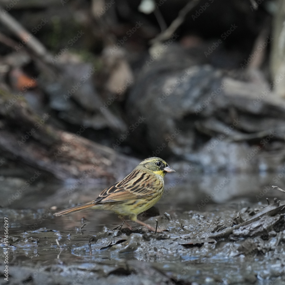 black faced bunting in a forest black faced bunting in a forest
