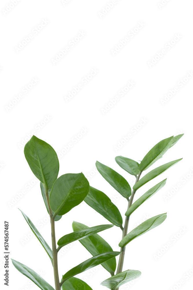 Obraz premium Zamiokulkas twigs isolated on a white background. The concept of minimalism. Copy space.