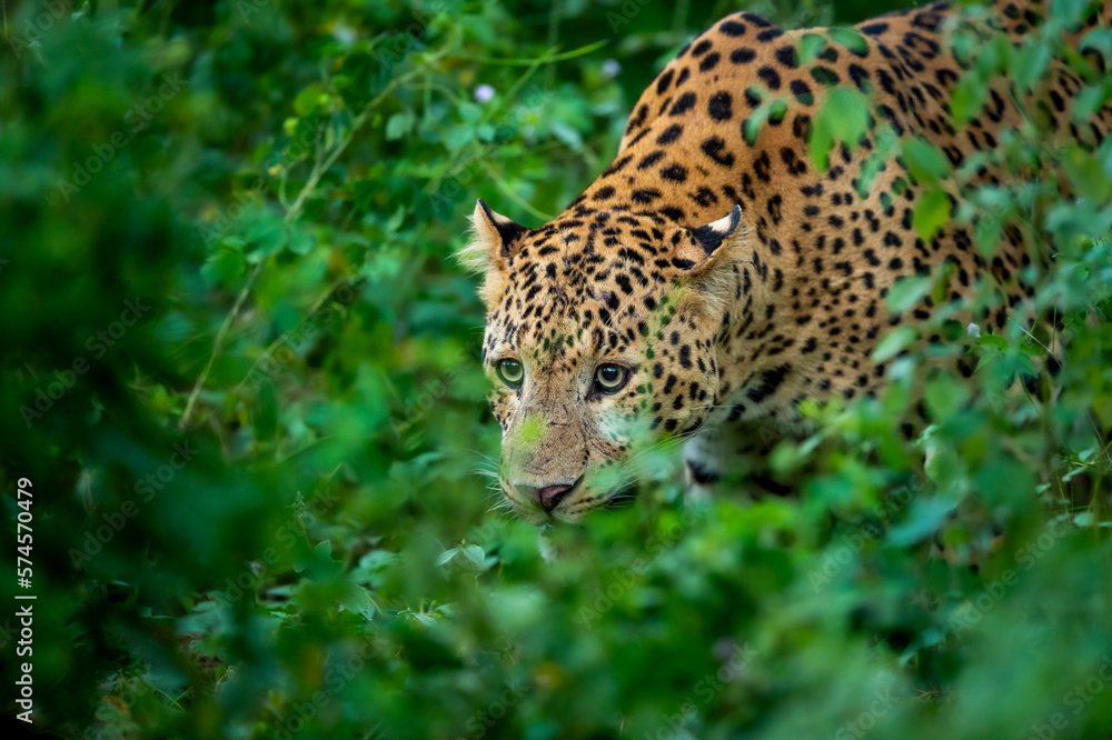indian wild male leopard or panther or panthera pardus fusca face closeup in natural monsoon green season during outdoor jungle safari at forest of central india asia indian wild male leopard or panther or panthera pardus fusca face closeup in natural monsoon green season during outdoor jungle safari at forest of central india asia