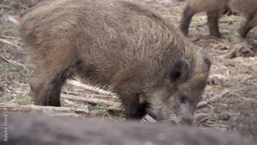 Immature wild boar eating. European nature. Animal hunting. Immature wild boar eating. European nature. Animal hunting.