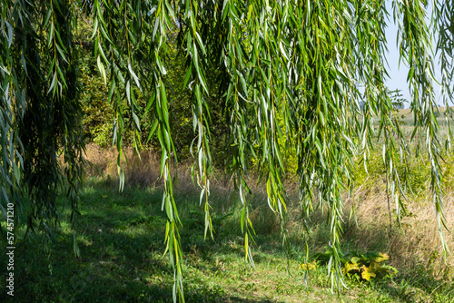 Fototapeta Weeping Golden Willow, is the most popular and widely grown weeping tree in the