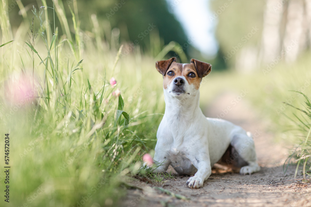 Hund,  Terrier im Sommer draußen im Gras