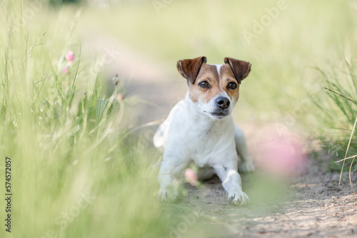 Hund   Terrier im Sommer drau  en im Gras