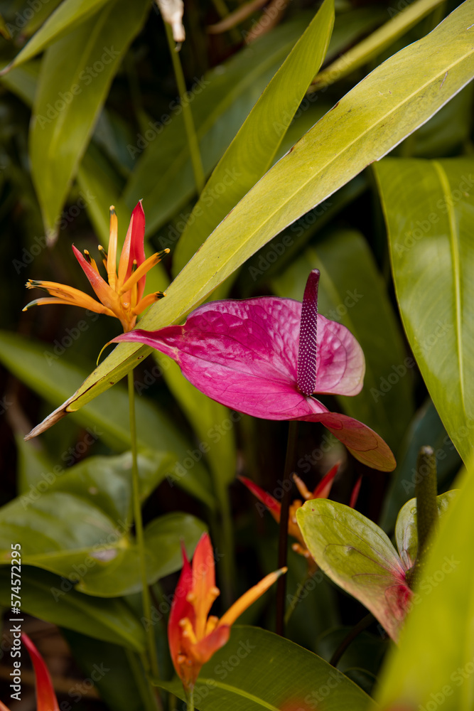 Obraz premium Blume lila mit grünem Hintergrund, Flamingoblume