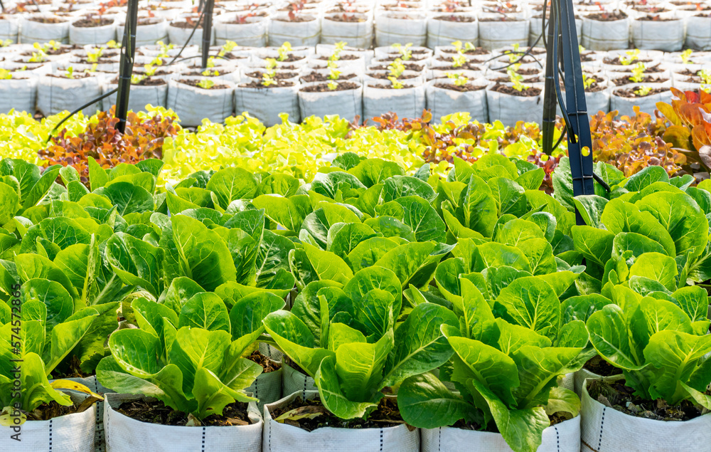 Green organic vegetable garden farm Green organic vegetable garden farm